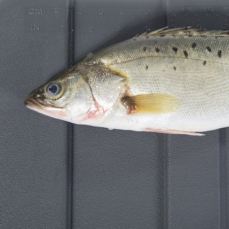 Icemaster Pro 120L køle/is boks fra siden
